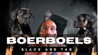 Rare Black \u0026 Tan Boerboels??  Are They Purebred?