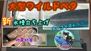 【ワイルドベタ】第壱話　シン・ドラゴン魚のお迎え（ターコイズドラゴン水槽立ち上げ）