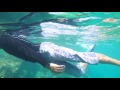 2017 okinawa snorkelling