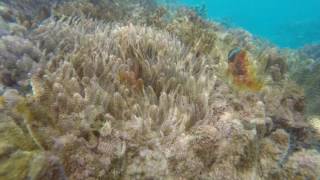 2017 okinawa snorkelling