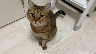 ついに我を失ってしまった丸顔ねこ