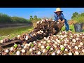 Top unique fishing - pick a lot of duck eggs and snails on the tree stump at field by hand skills