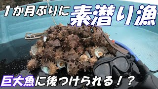 【舞鶴】巨大魚に後をつけられながら素潜り漁してきた！【海中映像】