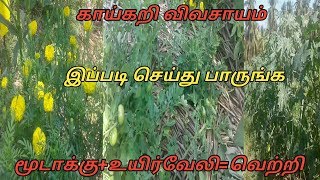 இயற்கை விவசாயம்/காய்கறி வேளாண்மையில் புதிய அணுகுமுறை/மூடாக்கு,இரண்டுஅடுக்கு உயிர்வேலிOrganic farming