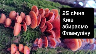 Збираємо зимові гриби Фламуліну в кінці січня 2025  Фламуліна бархатистоніжкова Flammulina velutipes