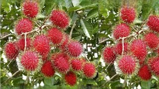 HARVESTING RAMBUTAN MAHARLIKA VARIETY SO VERY SWEET AND JUICY |SADIK PHKSA CHANNEL|TAGUM CITY DAVAO