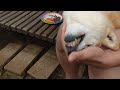 【柴犬】ご飯もぐもぐタイム 柴犬