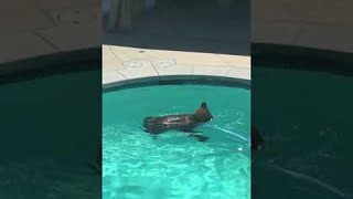 Bear Takes a Dip in the Pool || ViralHog
