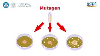 Mutagenicity Test