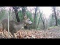 fototrappolaggio in liguria la vallata dei caprioli