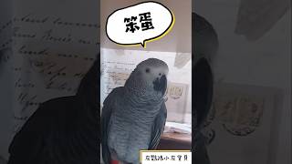 灰鸚鵡小灰寶貝說：笨蛋笨蛋鳥鳥肚子餓😆#小灰寶貝parrot #灰鸚鵡愛說話 #灰鸚鵡愛講話 #灰鸚鵡小灰 #灰鸚鵡小灰寶貝