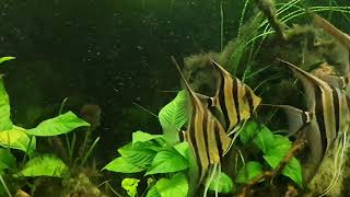 Pterophyllum altum Rio Içana