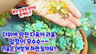 더위에 약한 라울~잎장이 우수수. 라울관리 어떻게 하면 좋을까요?