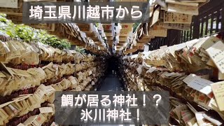 夏限定！？風鈴が綺麗！氷川神社散策！