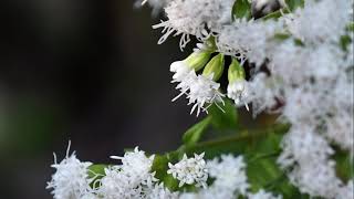 White Snakeroot - Plant Chats With Val