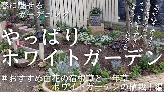 やっぱりホワイトガーデンに憧れる！育てやすくてお花たくさんの白花宿根草、一年草を紹介＆植栽！立体花壇で華やかに！