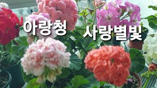 #사랑별빛#아랑청#예쁜제라늄꽃#키우기쉬운리갈제라늄