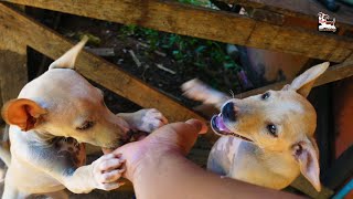 Hungry puppies waiting for me and actively greeting in the morning