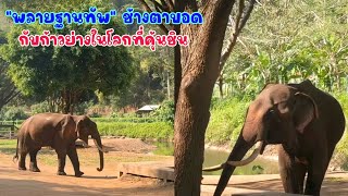 พลายฐานทัพ ช้างตาบอดที่ต้องการการดูแลใกล้ชิดเป็นพิเศษ ทีมดูแลลองให้เดินไปยังจุดกินอาหารที่เขาคุ้นเคย