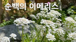 #이메리스 #Candytuft 'Snowflake', Iberis sempervirens, Perennial #눈꽃, 노지월동,  다년생, Gardening, 정원가꾸기