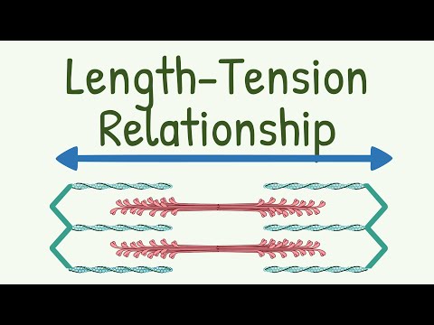When muscles contract they extend and lengthen?