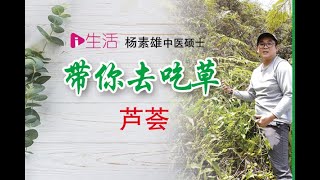 带你去吃草 之 芦荟好处多