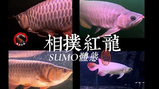 龍潭水族 SUMO紅龍 本館在庫龍魚實影📷 如何判斷SUMO體態的方向