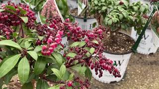 INTERSTELLA™ Pieris | www.gardencrossings.com