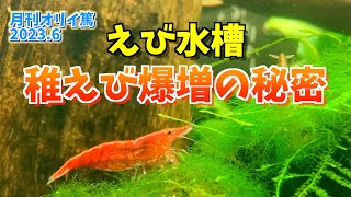 【月刊オリイ篤2023年6月号】えび水槽🦐稚えび爆増の秘密