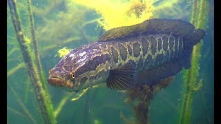 Подводная охота на Балхаше. Змееголов и другие рыбы.snakehead