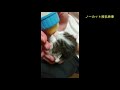 仔猫のミルクいっきのみ　 2019.11.01 犬と猫好き中華料理店広報部