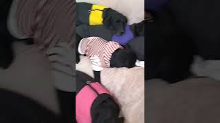 【黒ラブの仔犬】今日のお昼寝 ②【20230201】