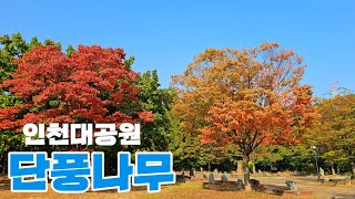 인천대공원  가을단풍 나들이 /어린이동물원/식물원/#국내여행