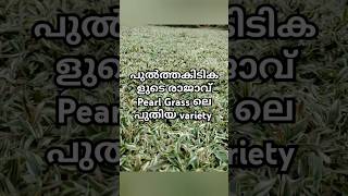 പുൽത്തകിടികളുടെ രാജാവ് Pearl Grass ലെ പുതിയ variety കണ്ടാലോ! #variegatedplants