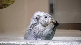 鳥羽水族館 ラッコ メイちゃんの出張「ただいま。これお土産の大アサリの殻ね」