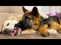 What true love looks like between a Golden Retriever and a German Shepherd Puppy!