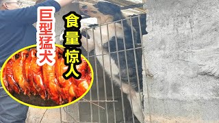 150斤的巨型猛犬中亚牧羊犬食量有多大？几只鸭子扔进去后大感意外