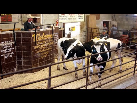 Buying and Selling at Livestock Auctions Buying and Selling at Livestock Auctions