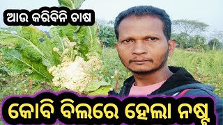 କୋବିଚାଷ କରିଥିଲି ହେଇଗଲା ଲସ //coliflawar odisha.