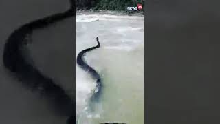 Viral | Rishikesh: Snake Moves Fast Towards The Raft | Viral Videos | #Shorts | Uttarakhand News