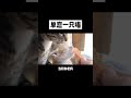 能吃能拉的小橘猫，倾情献唱《单恋一只喵》！