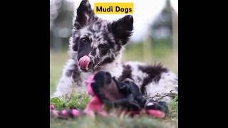 Unique Mudi Dogs #youtube #shorts #youtubeshorts