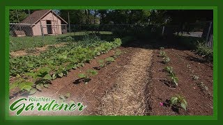 Plentiful Produce for this gardener | Volunteer Gardener