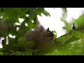 【餌付けじゃないよ】松ぼっくりを食べる二ホンリス【japanese squirrel】