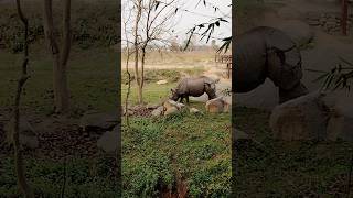 Rhino grazing in our field #travel #nature #chitwannationalpark