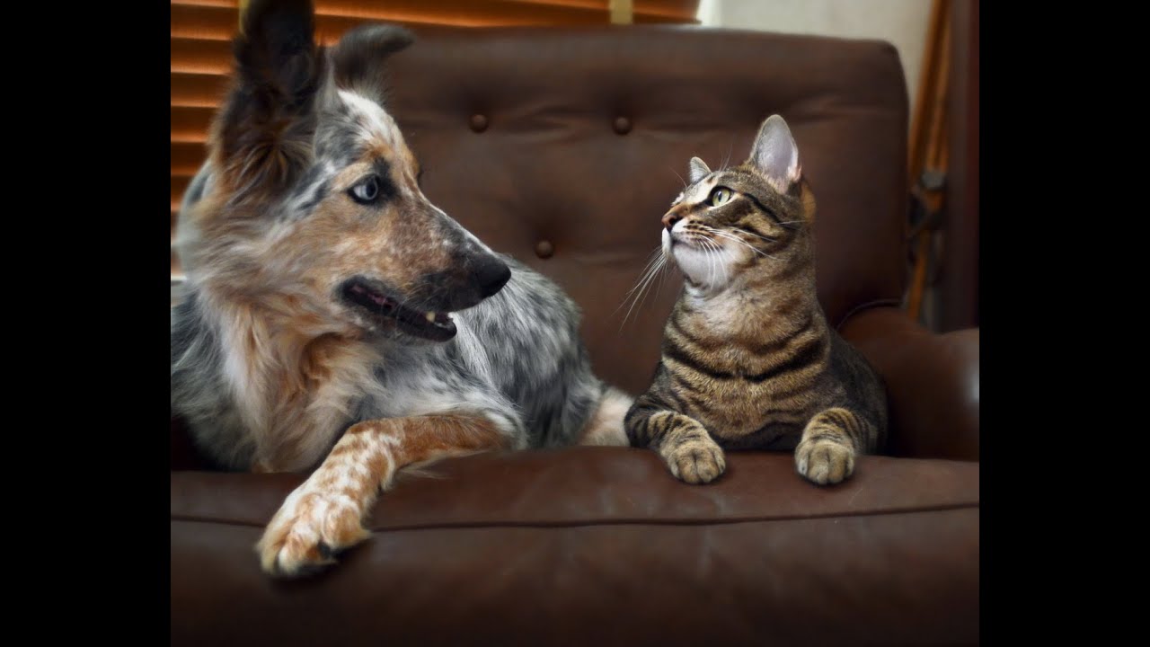 Funny Pets Compilation 6 Youtube