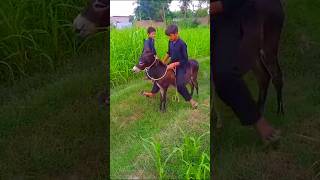 👉💯Boys Are Playing With Male Donkey 😅#donkey