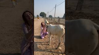 All we need is love😍 Vrindavan calf playing with Chintamani💛 such a lovely moment 🥰#vrindavan 🐮