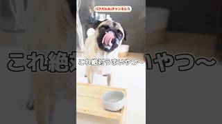 これ絶対うまいやつ/ヨーグルト編【パグ犬BuBu】