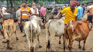 @ ৯/৮/২৪ মাএ ৪৫ হাজার টাকায় হাড্ডিসার গাভী গরু কিনুন | কমদামে গাভী গরু | চৌগাছা গরুর হাট যশোর